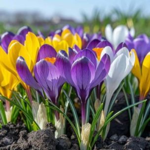 Crocus chrysanthus en mélange (25 Bulbes) - Leaderplant
