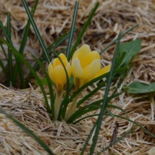 Crocus chrysanthus Romance (25 Bulbes) - Leaderplant