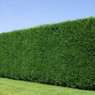 Cypres 2001 - Leaderplant