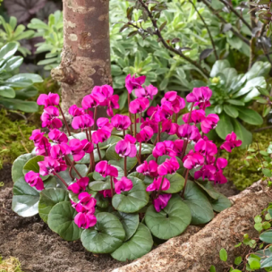 Cyclamen coum Dark Pink Koumy ® - Leaderplant