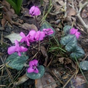 Cyclamen Coum (3 Bulbes) - Leaderplant