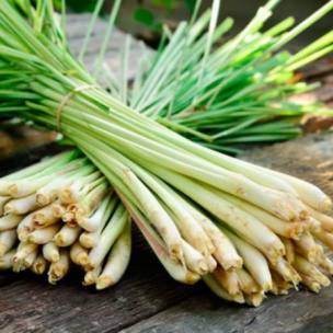 Citronnelle indienne  - Leaderplant