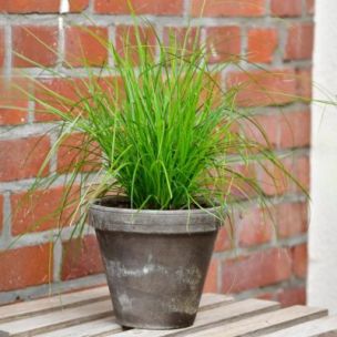 Herbe à Chat - Leaderplant
