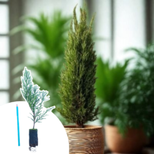 Cypres / Cyprès de Leyland en mini-motte - Leaderplant