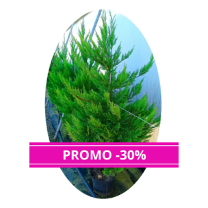 Cyprès de Leyland en pot de 7.5L 140cm - Leaderplant