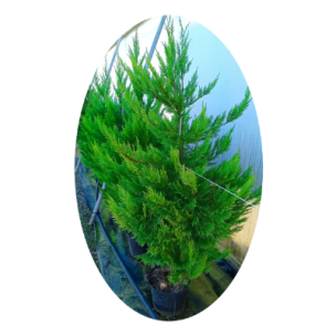 Cyprès de Leyland en pot de 4L - Leaderplant