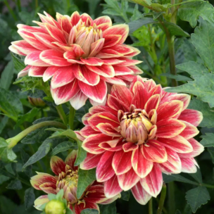 Dahlia décoratif Caballero (1 Bulbe)  - Leaderplant