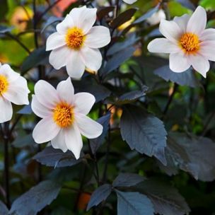 Dahlia Twynings After Eight ® - Leaderplant