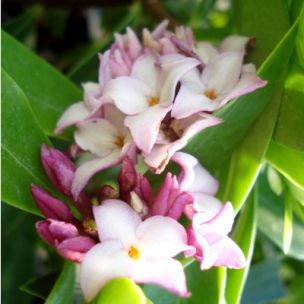 Daphné parfumé - Leaderplant