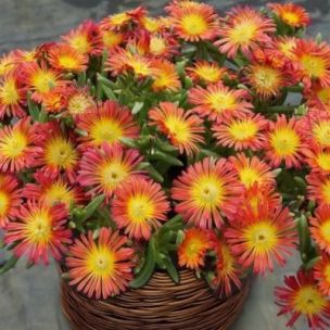 Delosperma Fire Wonder ® en mini-motte - Leaderplant