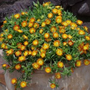 Delosperma Orange Wonder ® en mini-motte - Leaderplant