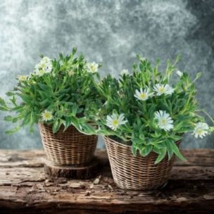 Delosperma White Wonder ® en mini-motte - Leaderplant