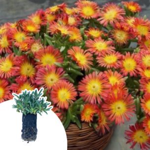 Delosperma Fire Wonder ® en mini-motte - Leaderplant