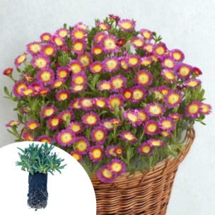 Delosperma Hot Pink Wonder ® en mini-motte - Leaderplant