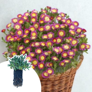 Delosperma Hot Pink Wonder ® en mini-motte - Leaderplant