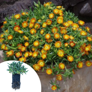 Delosperma Orange Wonder ® en mini-motte - Leaderplant