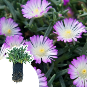 Delosperma Violet Wonder ® en mini-motte - Leaderplant