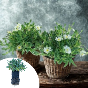 Delosperma White Wonder ® en mini-motte - Leaderplant