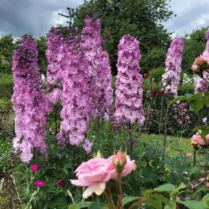 Delphinium Pied d'Alouette Astolat - Leaderplant