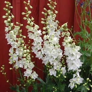 Delphinium Pied d'Alouette Casablanca - Leaderplant
