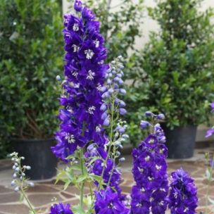 Delphinium Pied d'Alouette King Arthur - Leaderplant