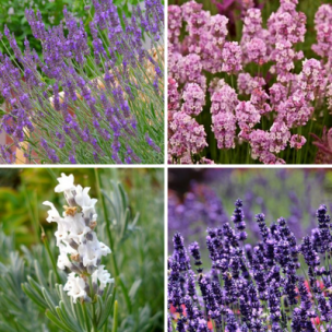 Collection de Lavandes variées - Leaderplant