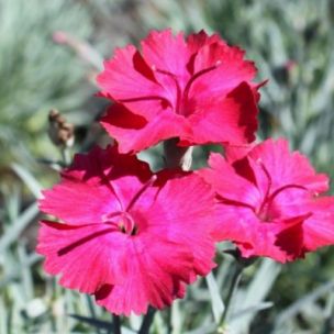 Oeillet Badenia - Dianthus - Leaderplant
