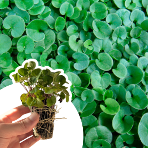 Dichondra Rampant en mini-motte  - Leaderplant
