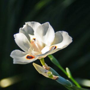 Dietes bicolor - Iris espagnol - Leaderplant