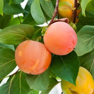 Kaki Plaqueminier - Leaderplant