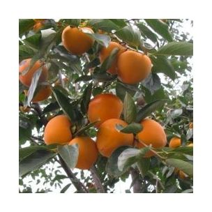 Kaki Plaqueminier - Leaderplant