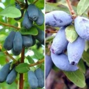 Duo Chèvrefeuilles comestibles : 1 Lonicera Tomishka + 1 Lonicera Kiev - Leaderplant