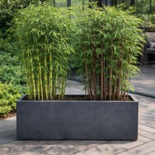 DUO Bambou Fargesia Campbell & Asian Wonder - Leaderplant