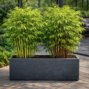 DUO Bambou Fargesia Campbell & Asian Wonder - Leaderplant