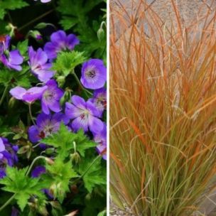 DUO Carex et Géranium - Leaderplant