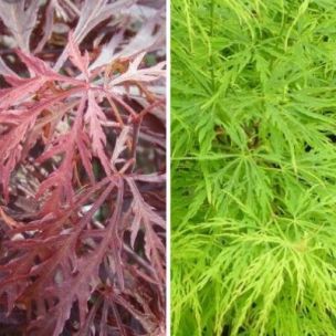 Duo d'Erables dissectum - Leaderplant
