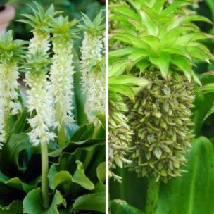 DUO d'Eucomis - Leaderplant
