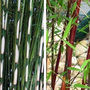 Bambou Fargesia DUO : 1 plant de Fargesia Pingwu + 1 plant de Fargesia Red Panda - Leaderplant