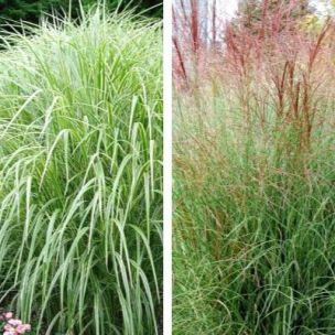 DUO de Miscanthus Panaché et Morning Light - Leaderplant