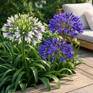 DUO Grandes Agapanthes - Leaderplant