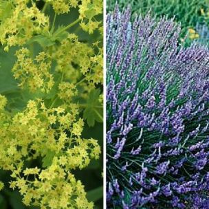Duo Haie Basse - Leaderplant