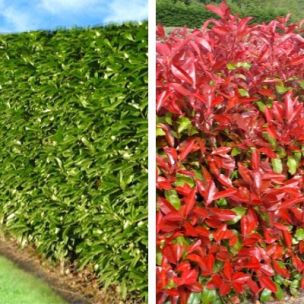 Duo Photinias Rouge et Lauriers Verts - Leaderplant