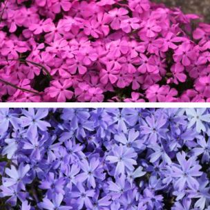 Duo Phlox Bleu Emerald et CrackerJack - Leaderplant