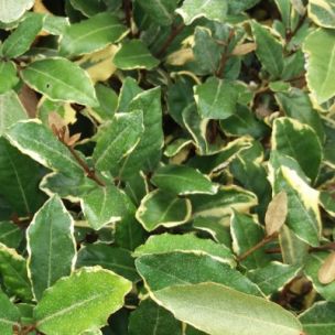 Eleagnus Dicksoni Liseret d'Or - Leaderplant