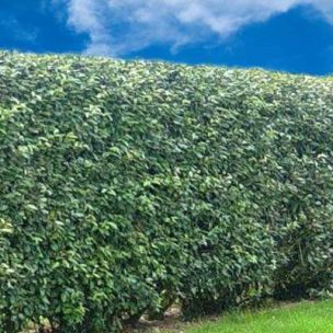 Eleagnus - Chalef - Leaderplant