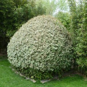 Eleagnus Chalef SilverBall - Leaderplant
