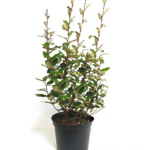 Eleagnus Chalef - Eleagnus ebbingei en pot de 4L à 10L - Leaderplant