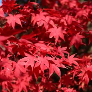 Érable du Japon Fireglow - Leaderplant