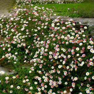 Erigeron - Pâquerette des murailles - Leaderplant
