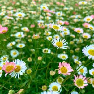 Erigeron - Pâquerette des murailles Blütenmeer - Leaderplant